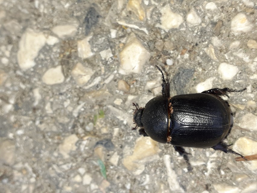 Pentodon idiota - butabogár