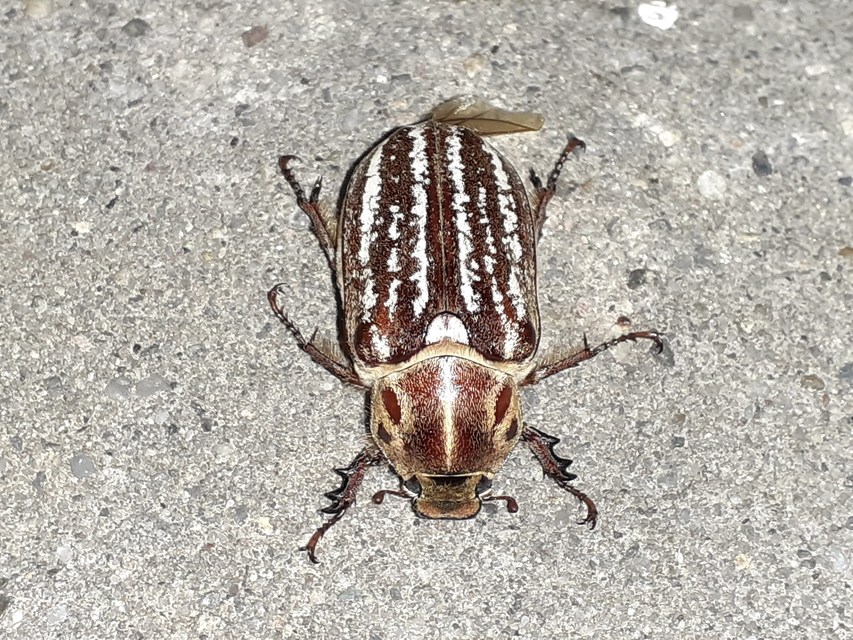 Anoxia orientalis - keleti cserebogár