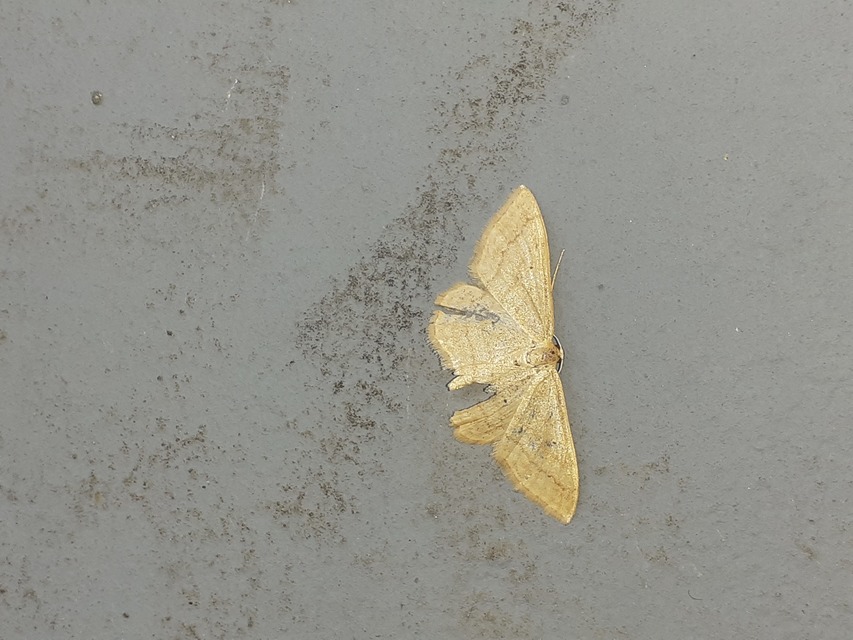 Idaea rufaria - vörhenyes sávosaraszoló