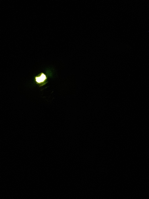 Lampyris noctiluca - nagy szentjánosbogár