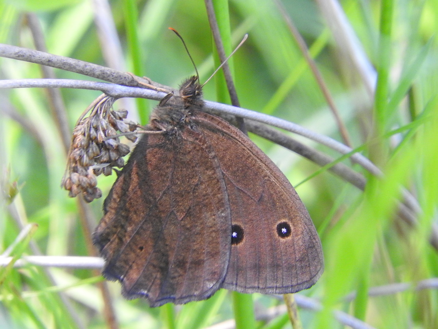 Minois dryas - fekete szemeslepke