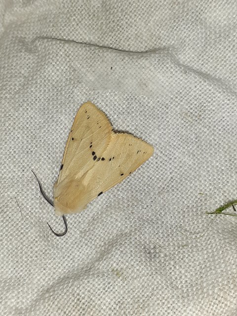 Spilarctia lutea - sárgás medvelepke