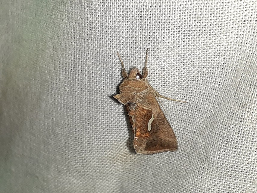 Macdunnoughia confusa - cseppfoltos ezüstbagoly