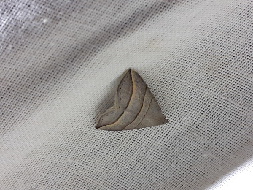 Colobochyla salicalis - háromsávos törpebagoly