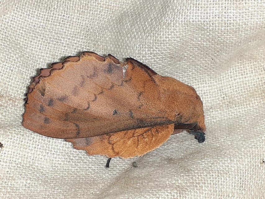 Gastropacha quercifolia - tölgylevélpohók