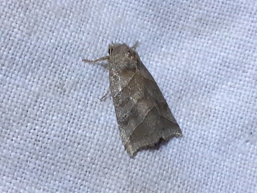 Ipimorpha retusa - sarlós fűzbagoly