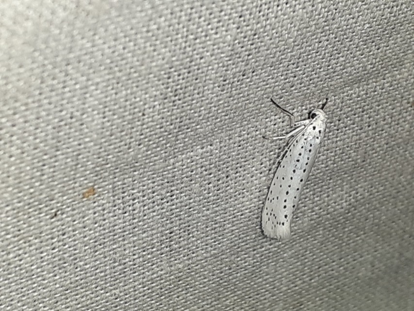 Yponomeuta evonymella - pókhálós májusfamoly