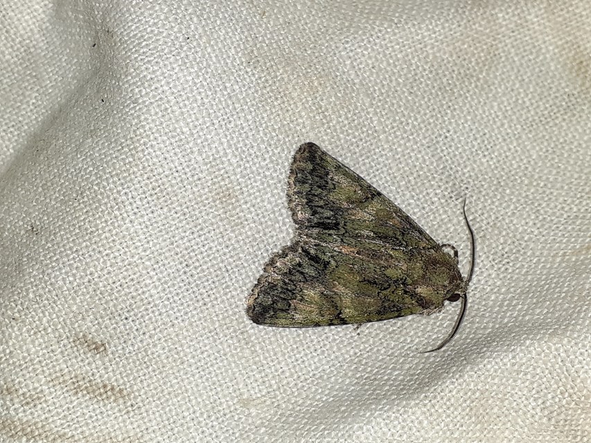 Polyphaenis sericata - selyemfényű erdeibagoly