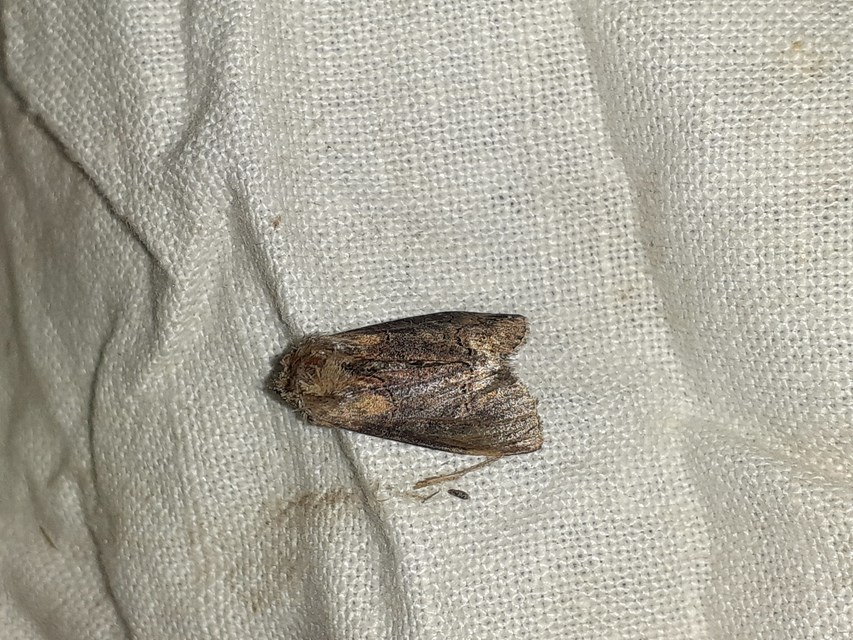 Abrostola triplasia - közönséges csalánbagoly