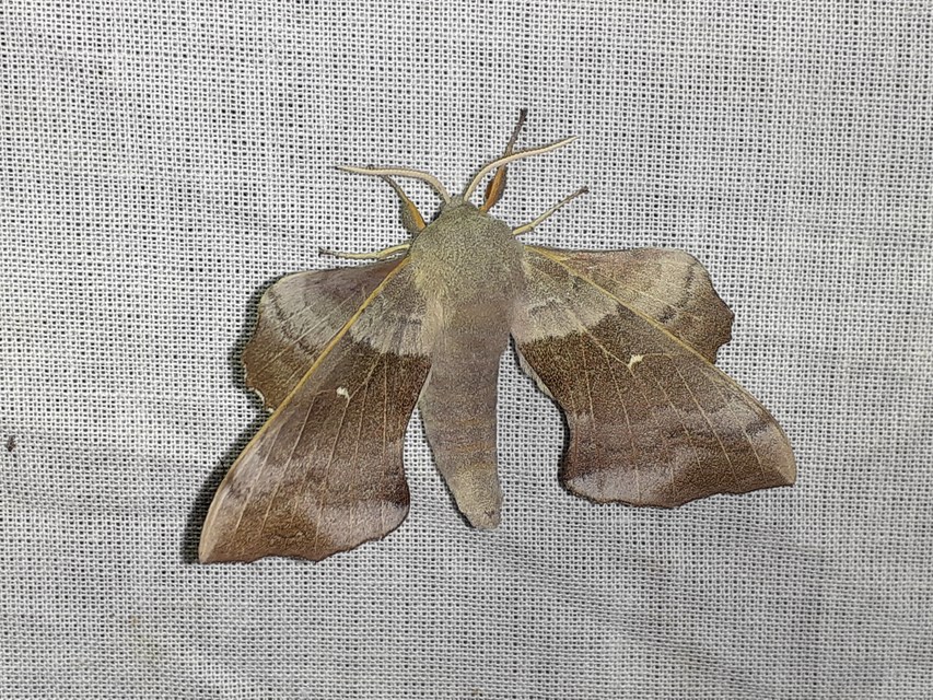 Laothoe populi - nyárfaszender