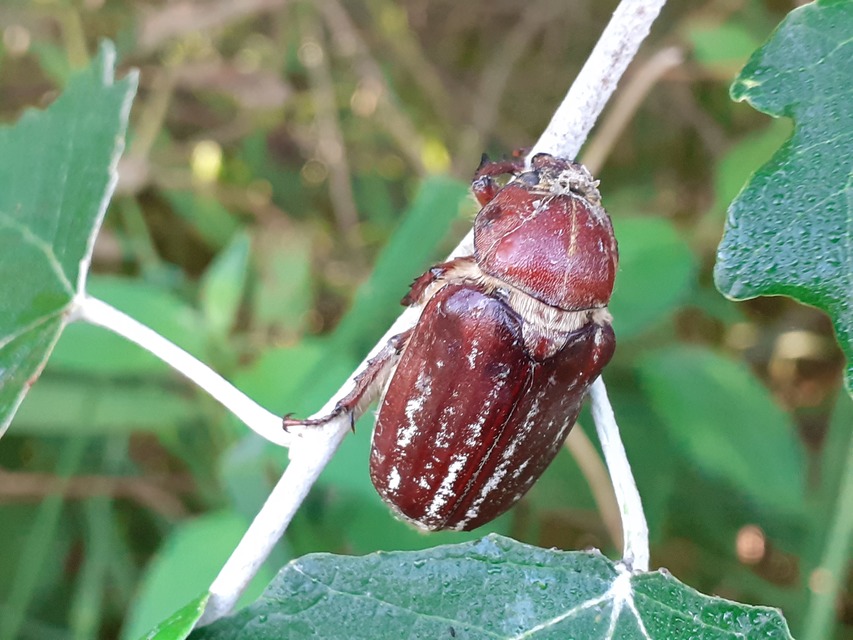 Anoxia orientalis - keleti cserebogár