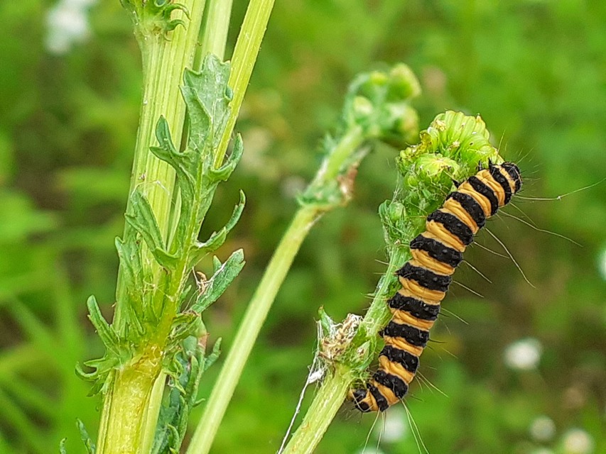 Tyria jacobaeae - jakabfű-medvelepke