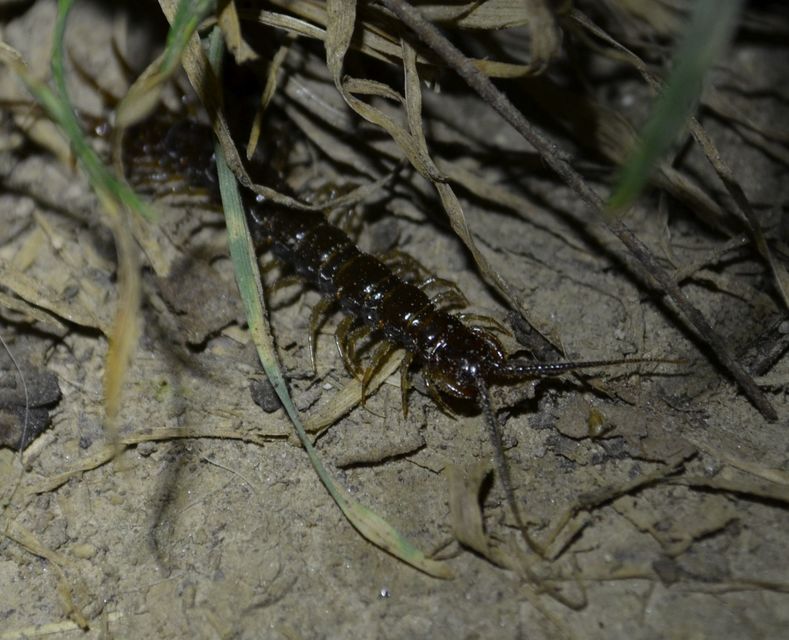 Lithobius