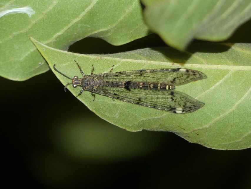 Distoleon tetragrammicus - négyfoltos hangyaleső