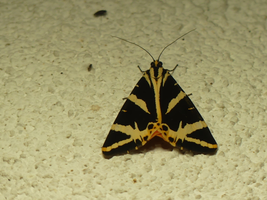 Euplagia quadripunctaria - csíkos medvelepke