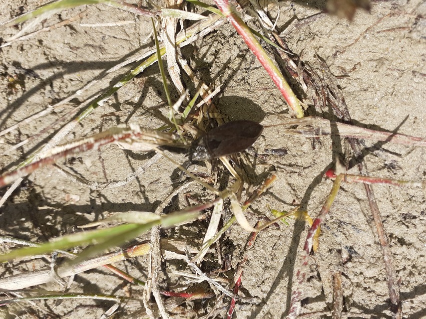 Nepa cinerea - víziskorpió
