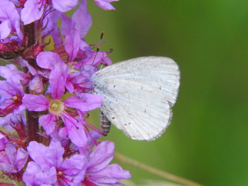 Celastrina argiolus - bengeboglárka