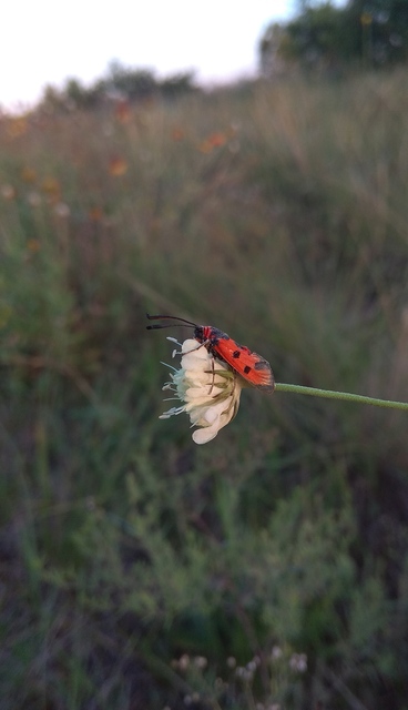 Zygaena laeta - vörös csüngőlepke