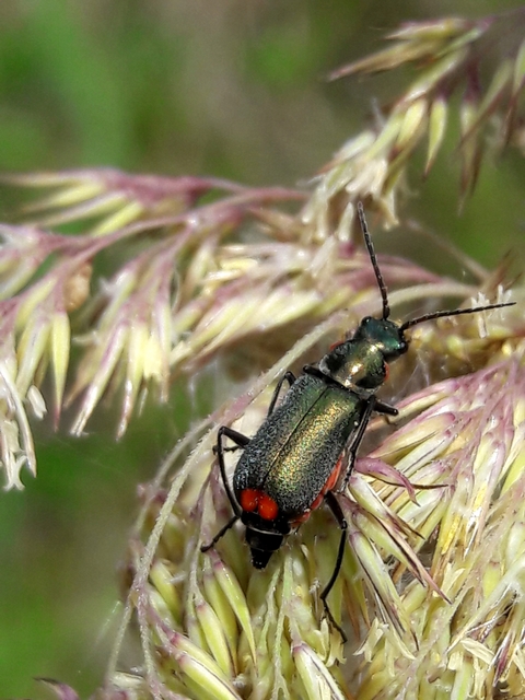 Cordylepherus viridis - zöld bibircsesbogár
