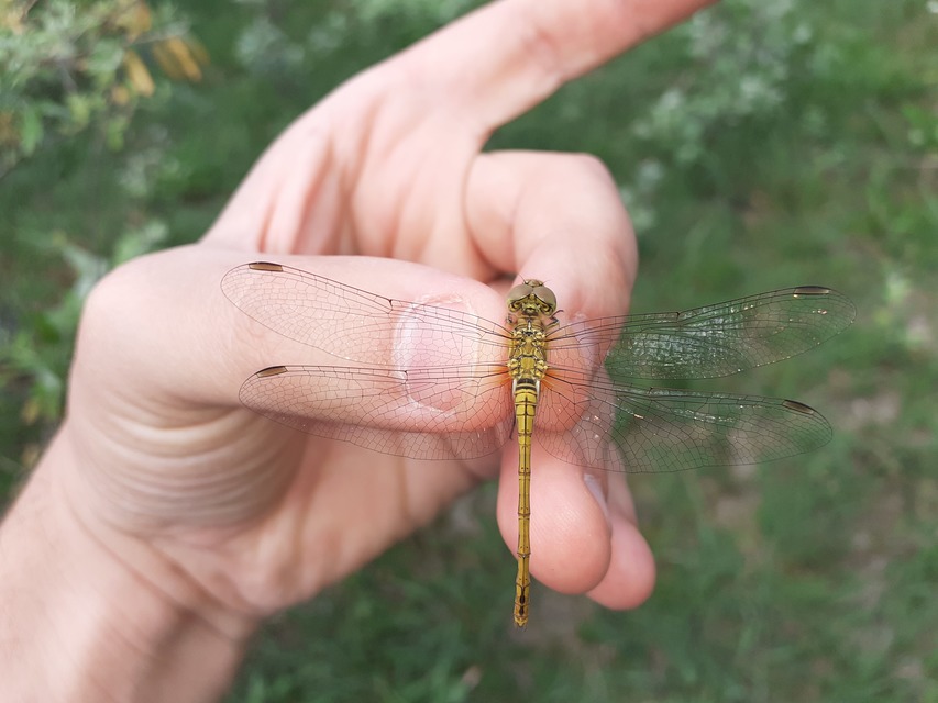 Sympetrum meridionale - fakó katona-szitakötő