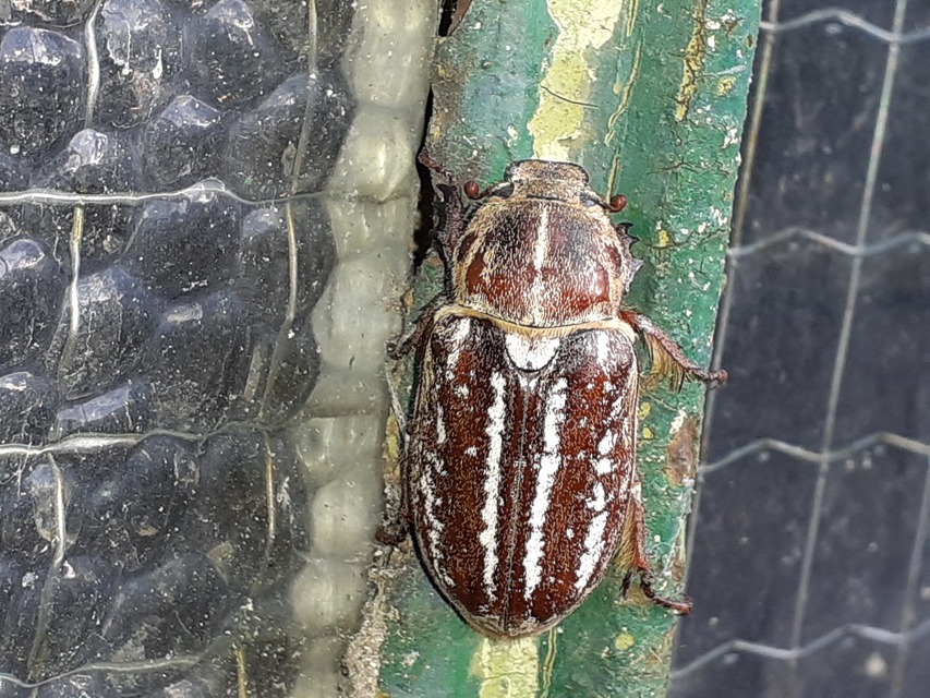 Anoxia orientalis - keleti cserebogár