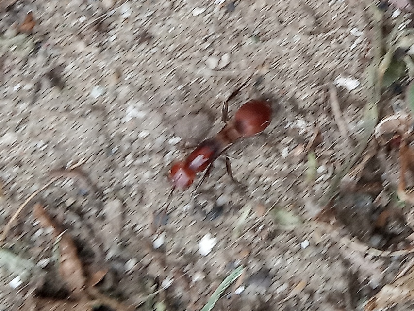 Polyergus rufescens - amazonhangya