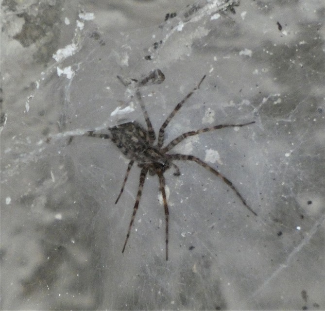 Tegenaria