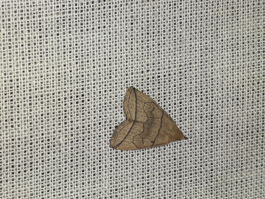 Herminia grisealis - ligeti karcsúbagoly