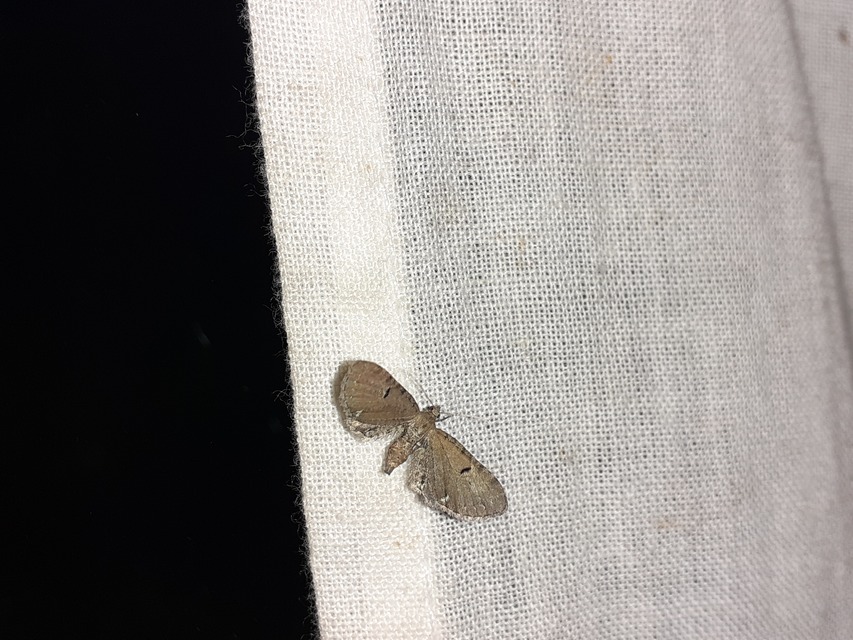 Eupithecia absinthiata - üröm-törpearaszoló
