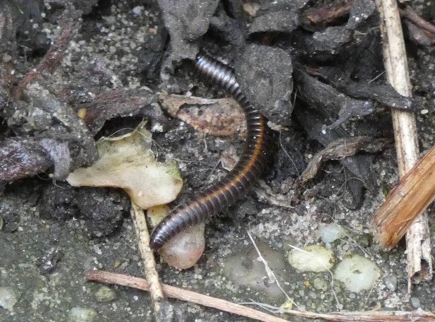 Diplopoda - Ikerszelvényesek