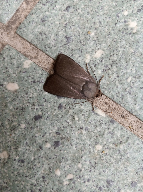 Amphipyra livida - zsírfényű bagoly