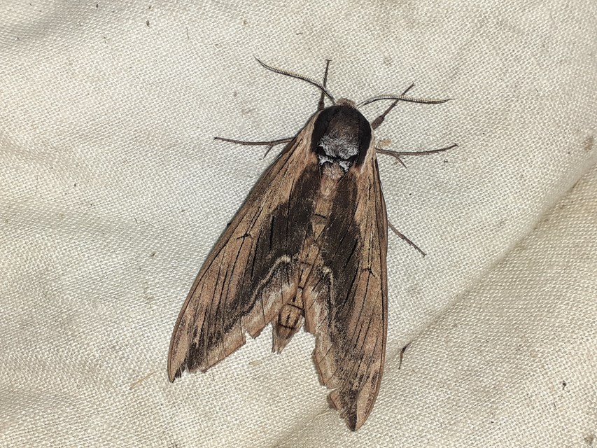 Sphinx ligustri - fagyalszender