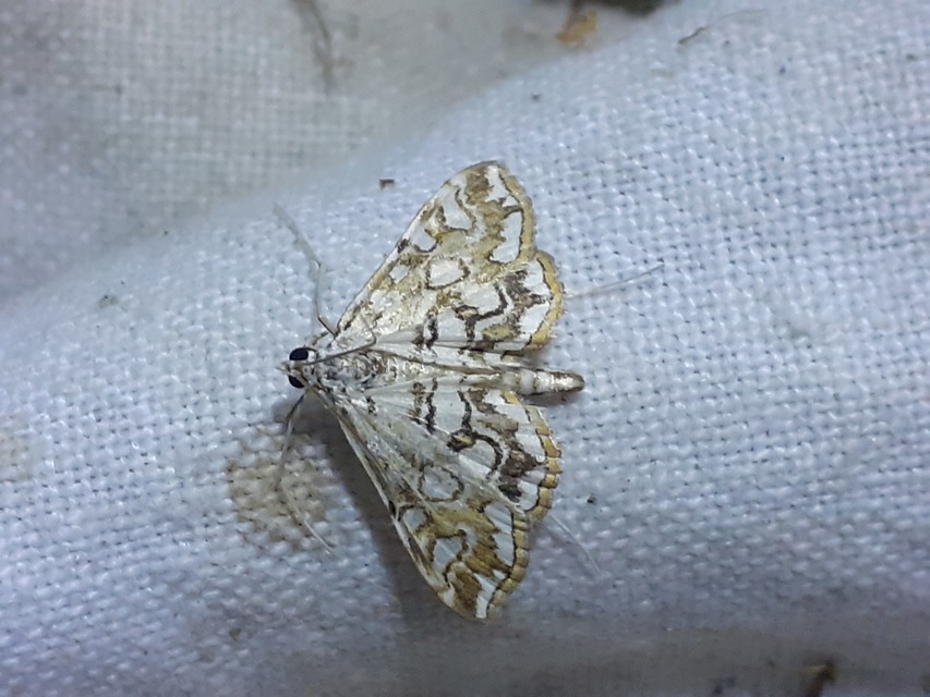 Elophila nymphaeata - tarka vízimoly