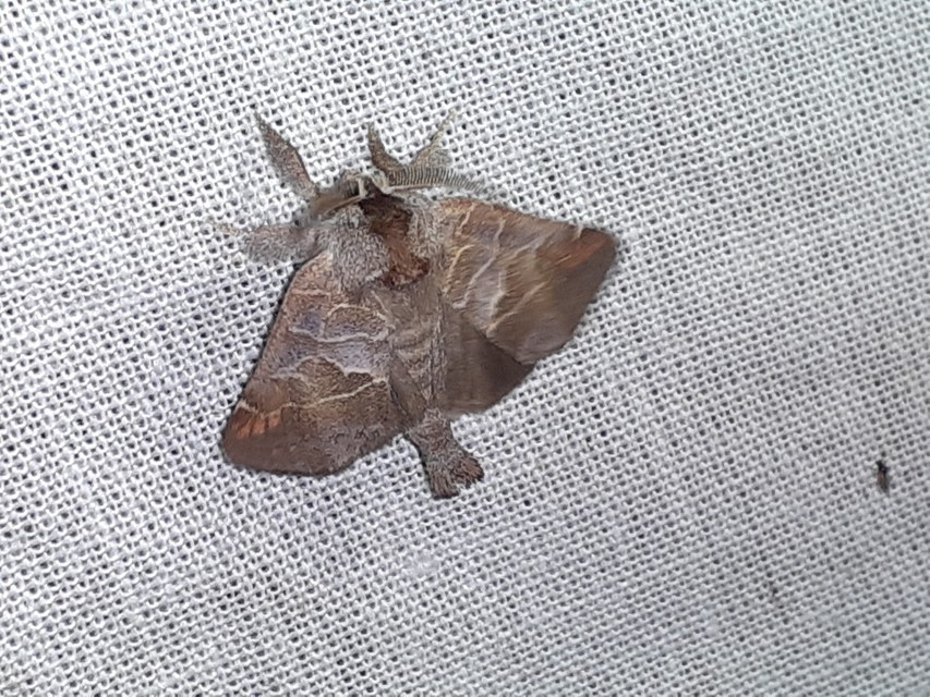 Clostera pigra - apró levélszövő