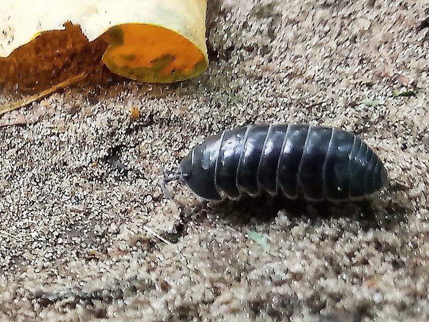Armadillidium vulgare - szürke gömbászka