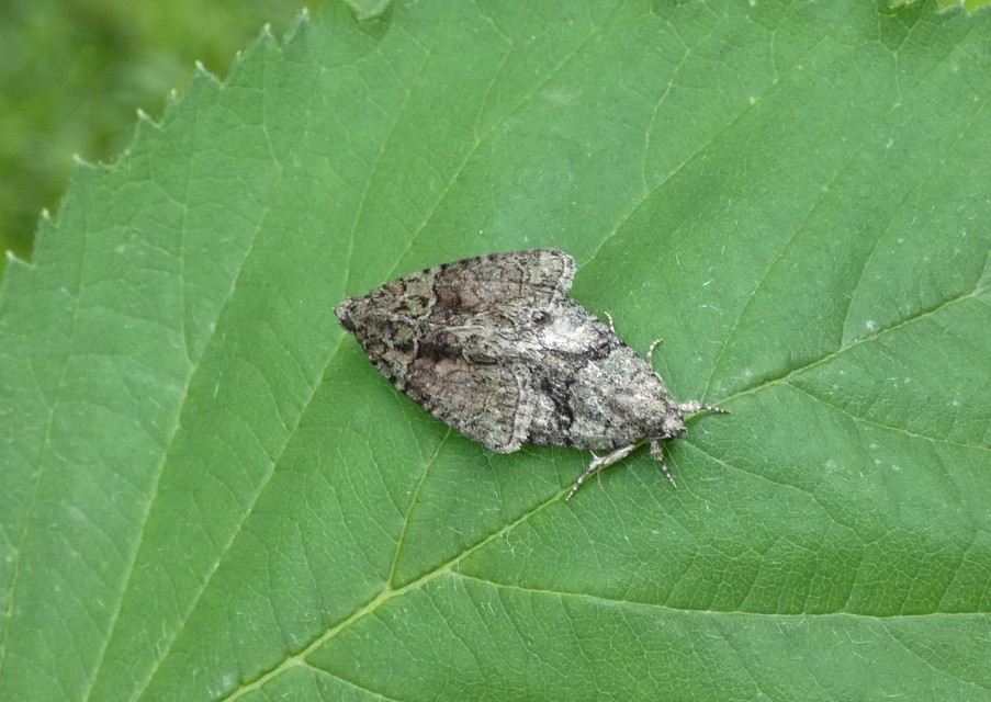 Cryphia algae - sárgászöld zuzmóbagoly