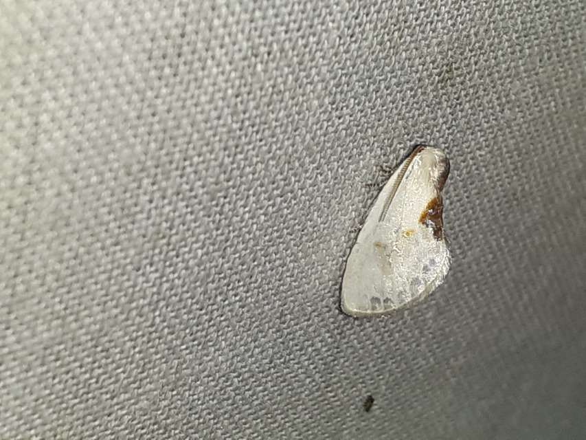 Cilix glaucata - törpe sarlósszövő