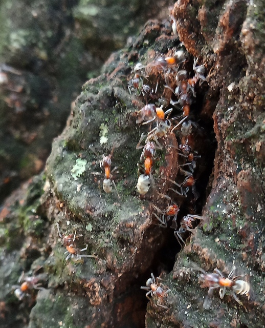Liometopum microcephalum - tölgyfahangya