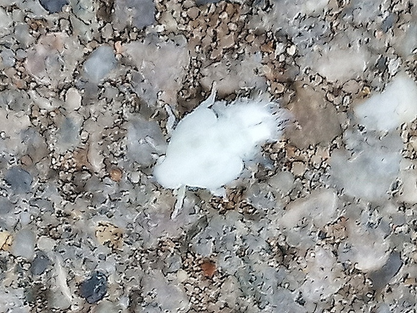Metcalfa pruinosa - amerikai lepkekabóca