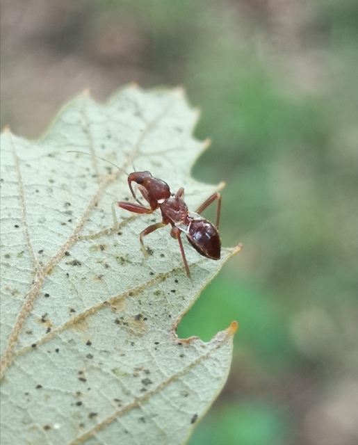 Himacerus mirmicoides - csalán-tolvajpoloska