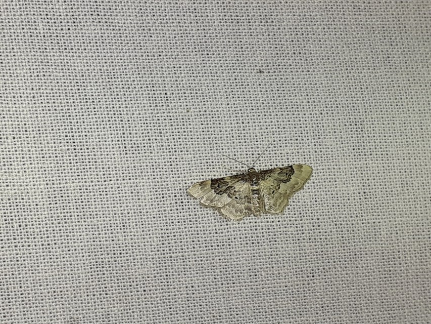 Idaea rusticata - tarka apróaraszoló