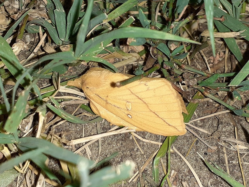 Euthrix potatoria - szomjas pohók
