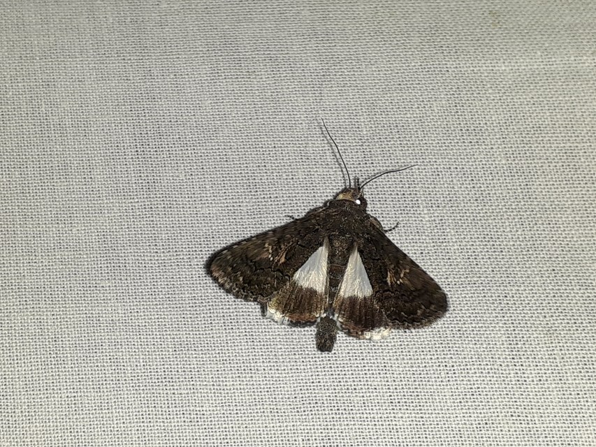 Anophia leucomelas - déli folyófűbagoly