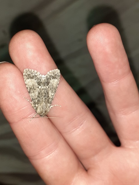 Acronicta megacephala - nagyfejű szigonyosbagoly