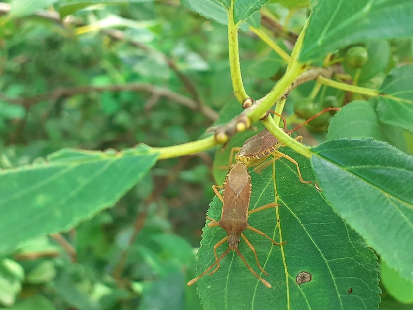 Gonocerus acuteangulatus - aranypetés karimáspoloska