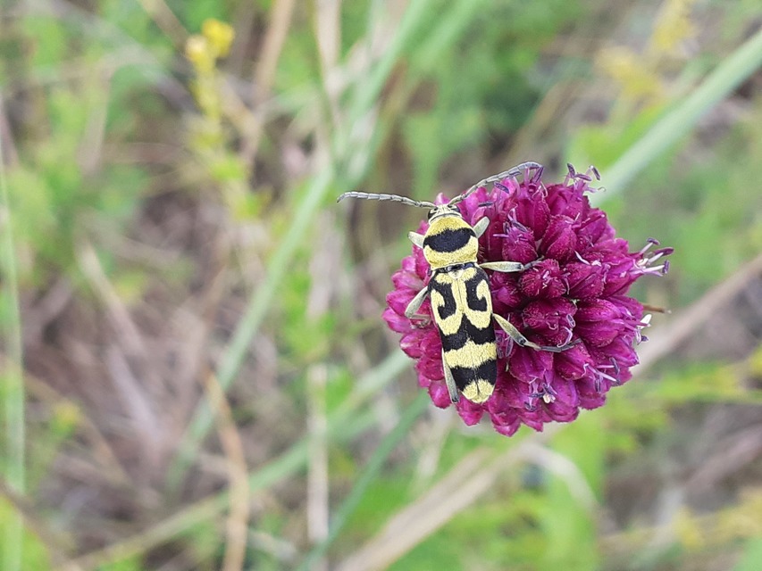 Chlorophorus varius - díszes darázscincér
