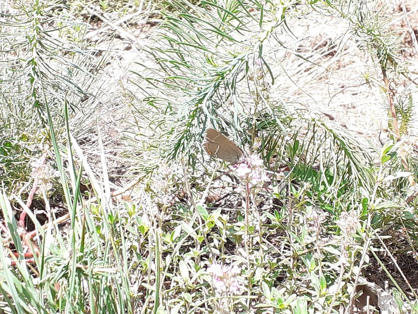 Satyrium spini - kökény-csücsköslepke