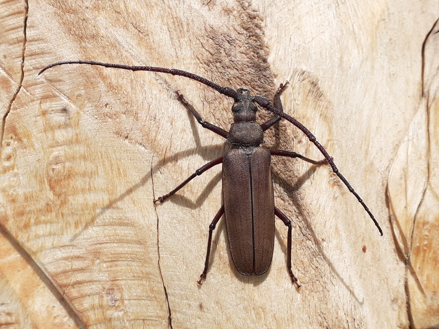 Aegosoma scabricorne - diófacincér