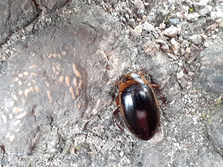 Hydaticus aruspex - csíkos mocsáricsíkbogár