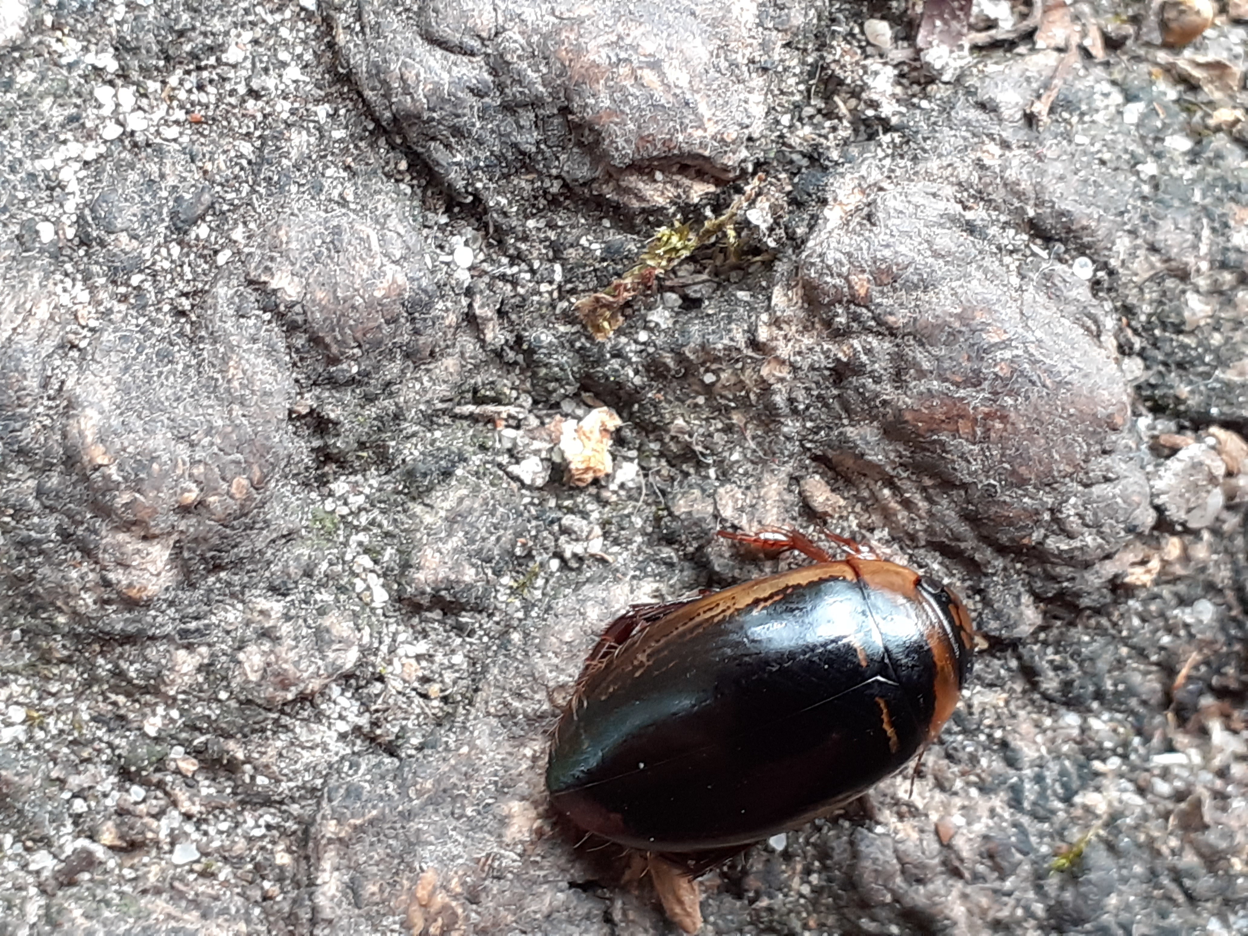 Hydaticus aruspex - csíkos mocsáricsíkbogár